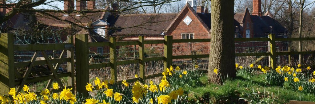 daffodilspackwood26march2012-058