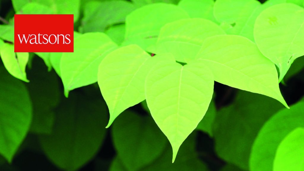 6th-september-2019-japanese-knotweed