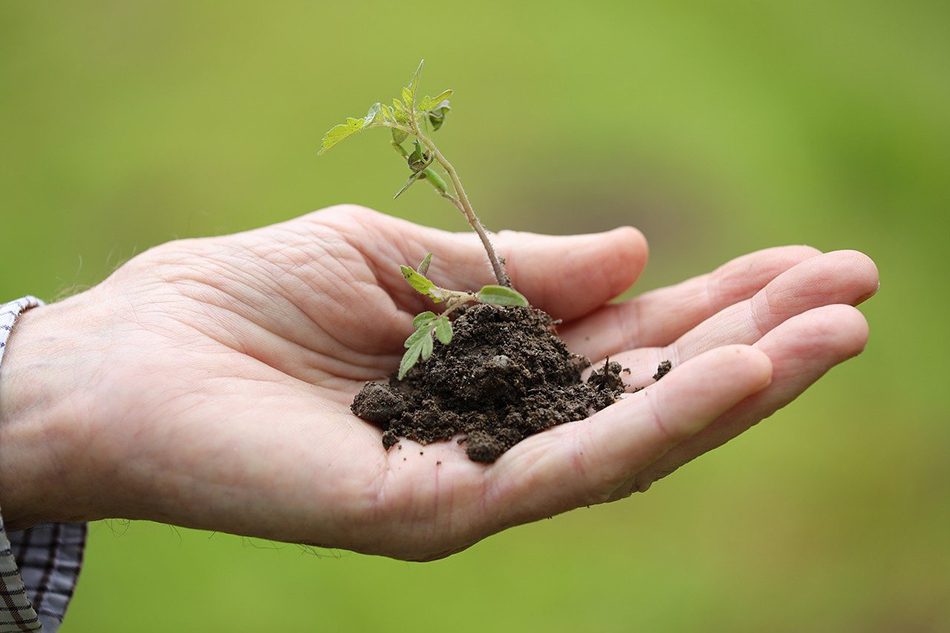 Planting New Trees