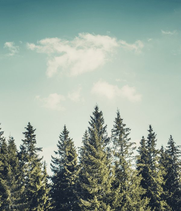 Trees